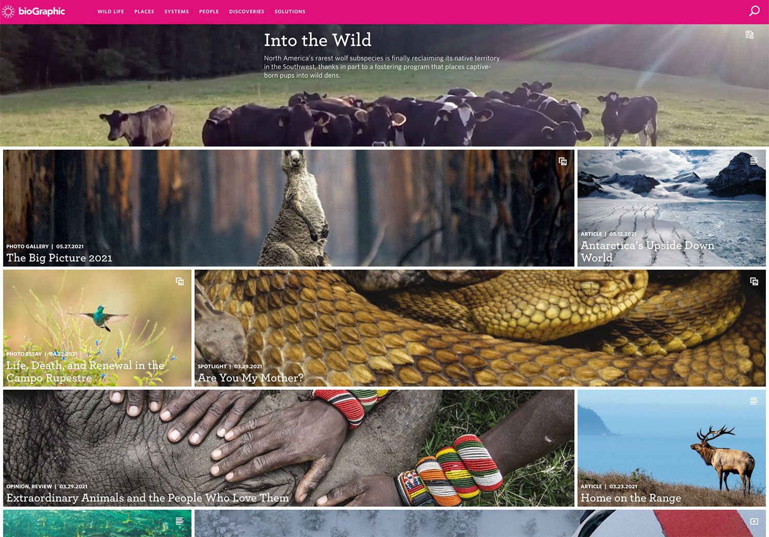 The bioGraphic homepage: a grid of full-bleed wildlife photography with story titles