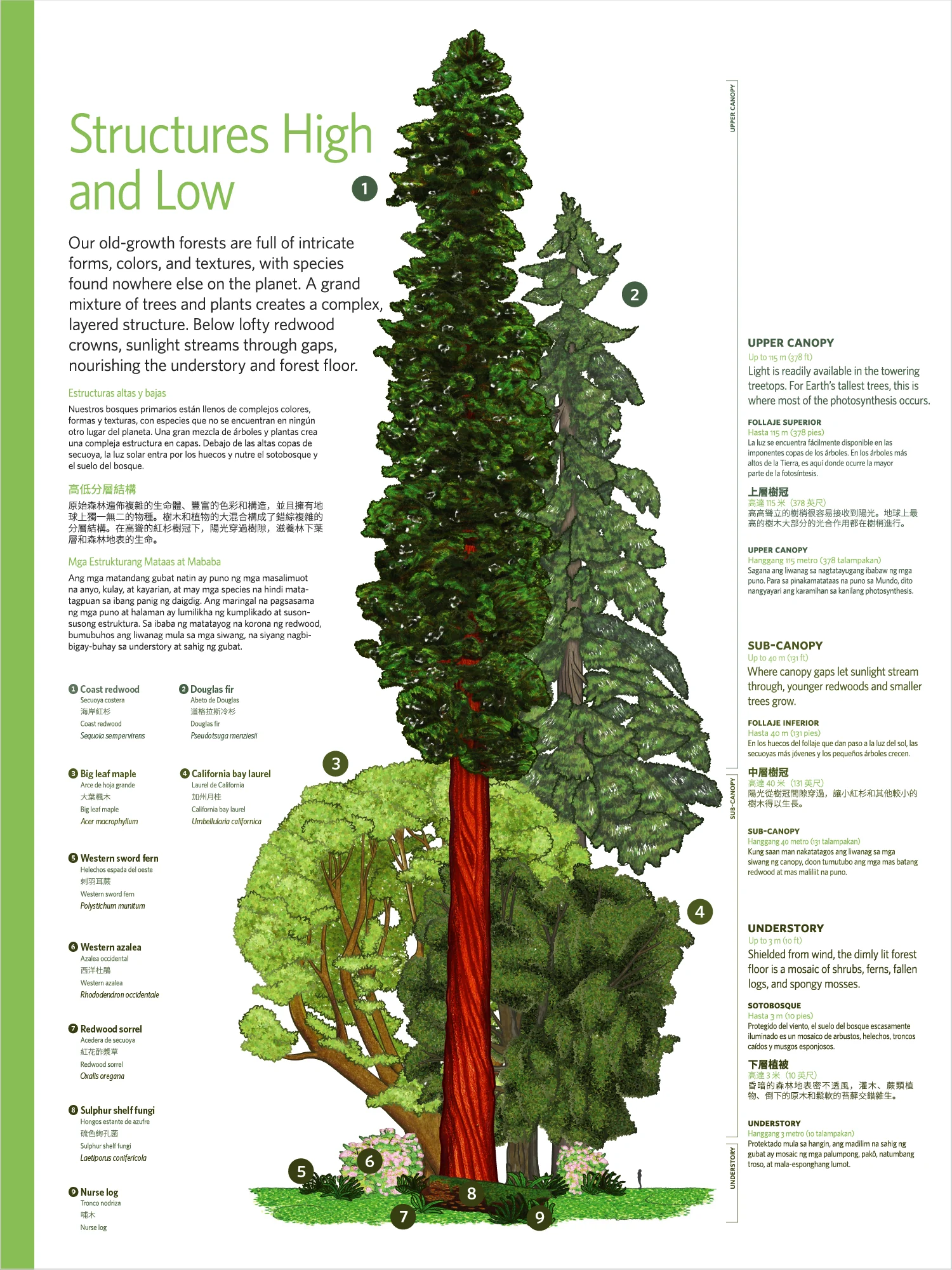 Giants of Land and Sea panel, Structures High and Low: an illustrated coast redwood and the forest layers around it, from upper canopy to understory, with text in four languages