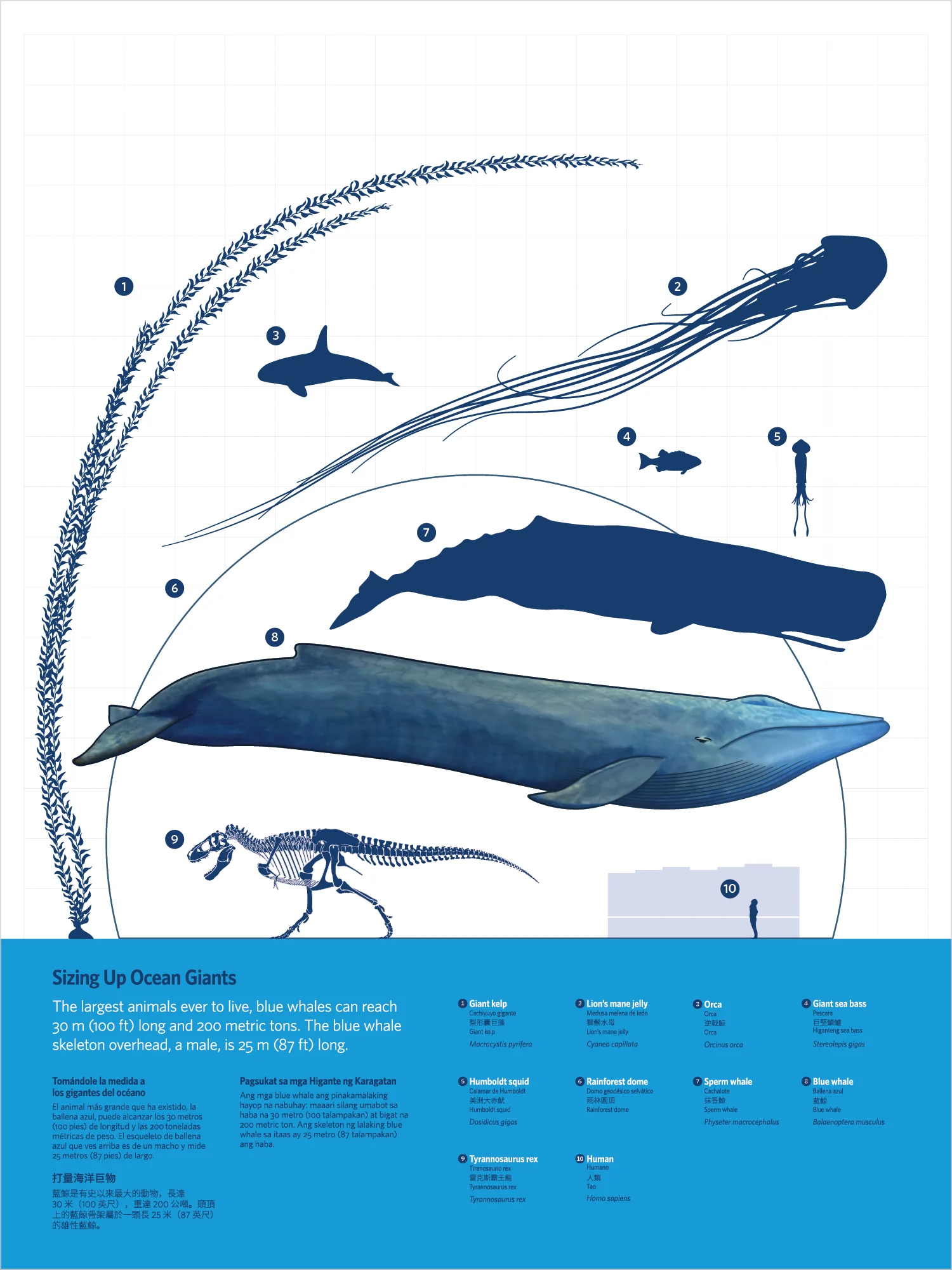Giants of Land and Sea panel, Sizing Up Ocean Giants: a blue whale drawn to scale with giant kelp, a lion's mane jelly, an orca, a sperm whale, a T. rex skeleton and a person, with text in four languages