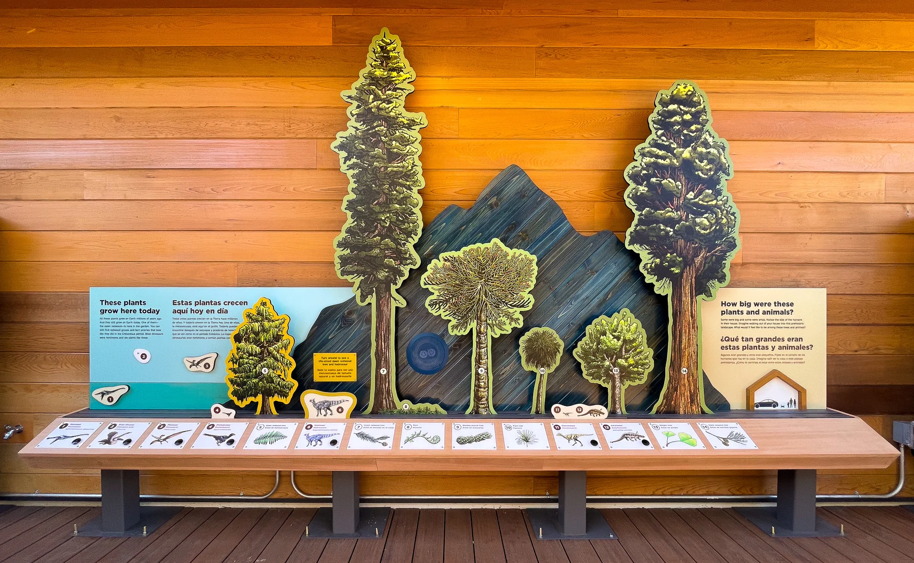 The finished size-comparison panel, with layered dimensional cutouts of redwoods, cycads and ferns above a row of illustrated species labels with push buttons