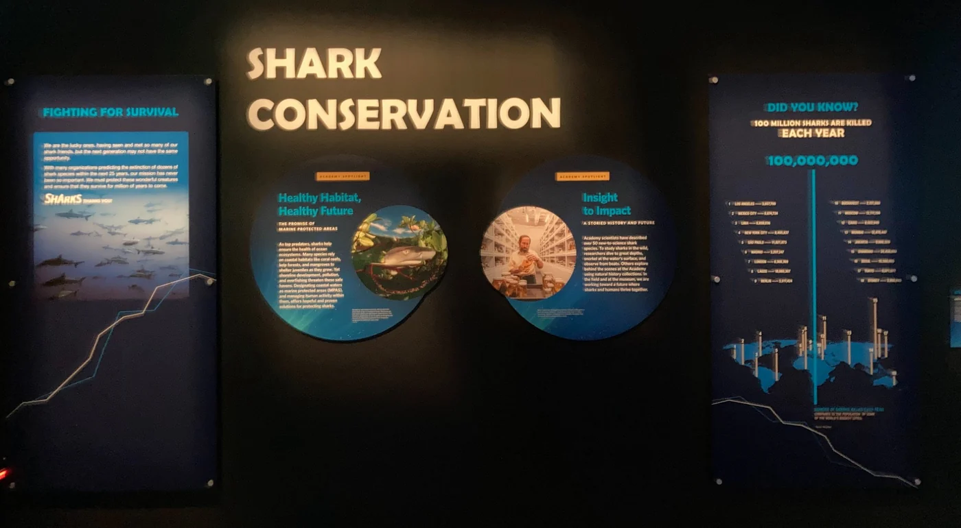 The Shark Conservation wall in Sharks: two tall panels and two round Academy Spotlight panels, including a data graphic of the 100 million sharks killed each year