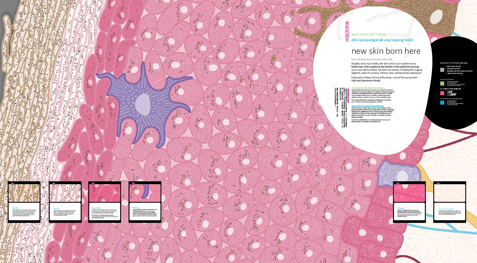 The new skin born here panel: an illustrated cross-section of the epidermis in pink and tan, with text in four languages and small labeled cards along the bottom