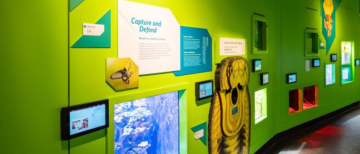 The Venom gallery, with saturated green walls, sharp geometric shapes and illustrated animals